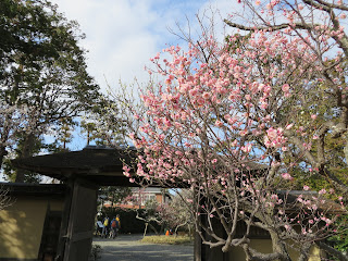 旧吉田茂邸の梅の花が見頃となってきました