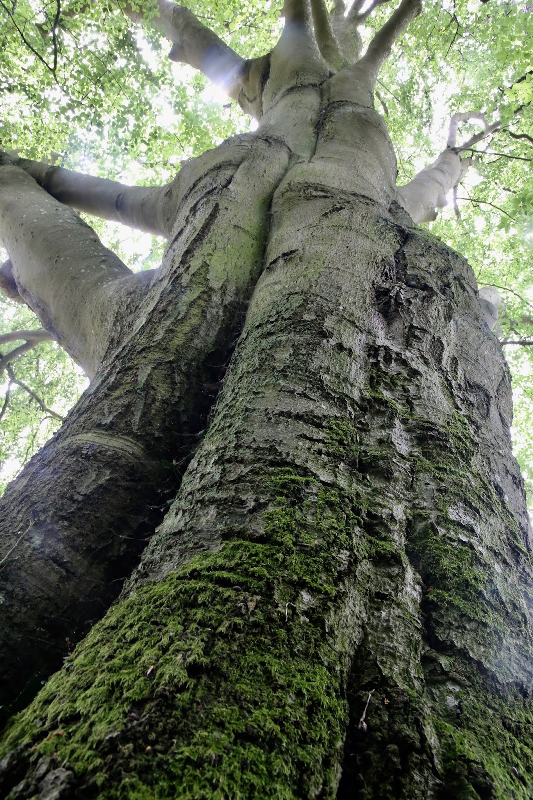 Berlin Urbansketchers Konigliche Gartenakademie
