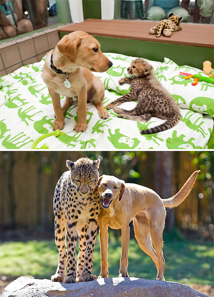 50 Heart-Warming Photos of Animals Growing Up Together - Kasi The Cheetah And Mtani The Labrador 50 Heart-Warming Photos of Animals Growing Up Together - Kasi The Cheetah And Mtani The Labrador