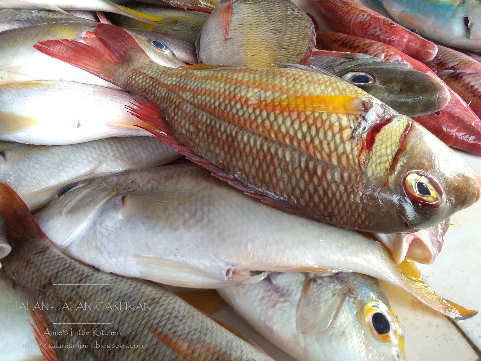 Senarai Jenis Ikan Laut Malaysia