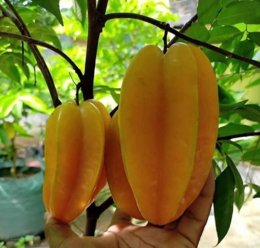 Bibit Belimbing Super Unggul Nusa Tenggara Barat