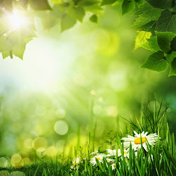 fondo bonitas pantalla imagenes flores fondos paisajes hermosas rosas celular escritorio self buscar como colocar esteem backgrounds low wallpapers prado
