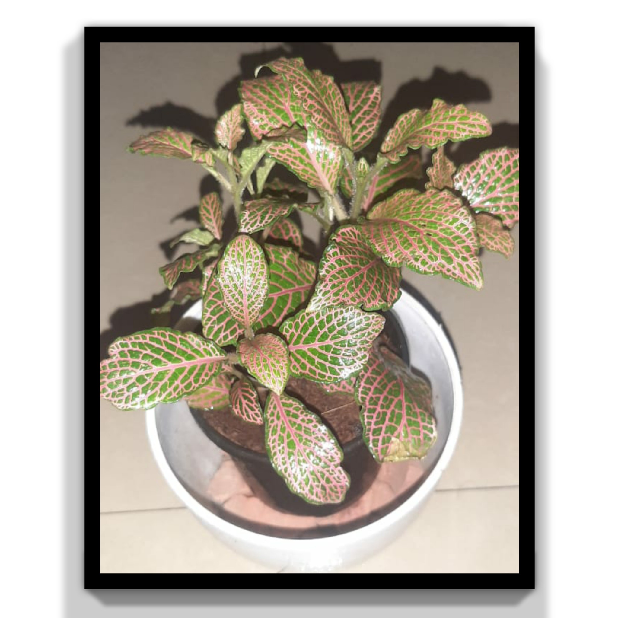 How to Care and Propagate Fittonia / Nerve Plant