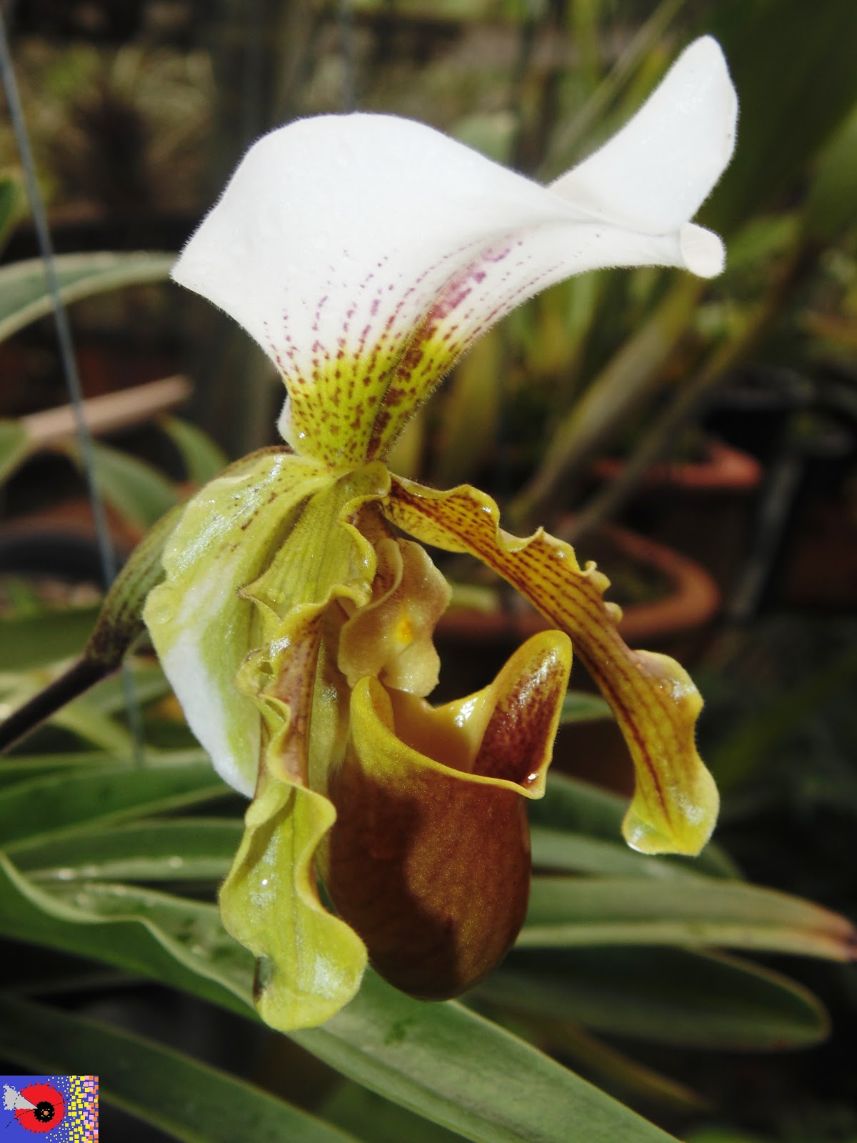 ORQUÍDEAS * BROMÉLIAS: 303 - Orquídea: Paphiopedilum leeanum
