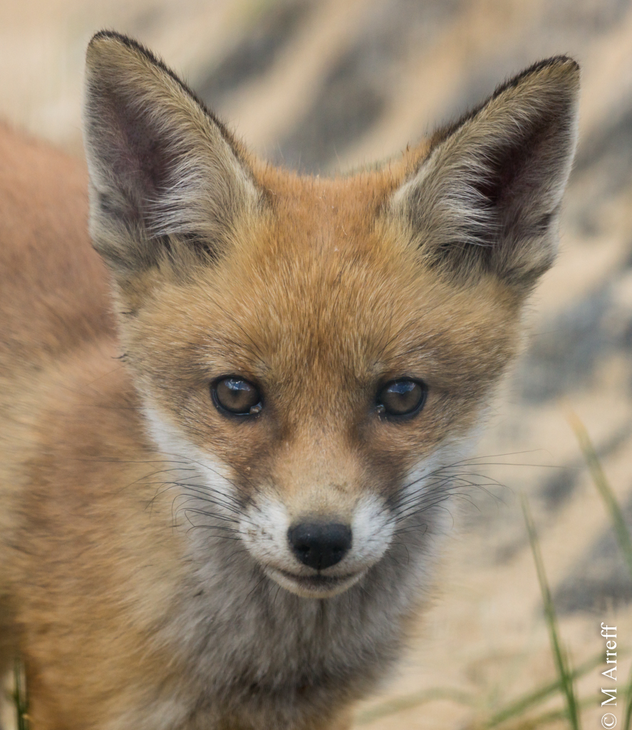Mike Arreff Fox Cubs Day 2 mike-arreff-fox-cubs-day-2