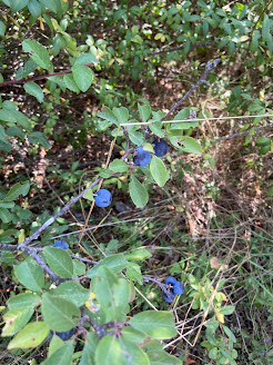 [Rosaceae] Prunus spinosa – Blackthorn, Sloe (Prunus selvatico)