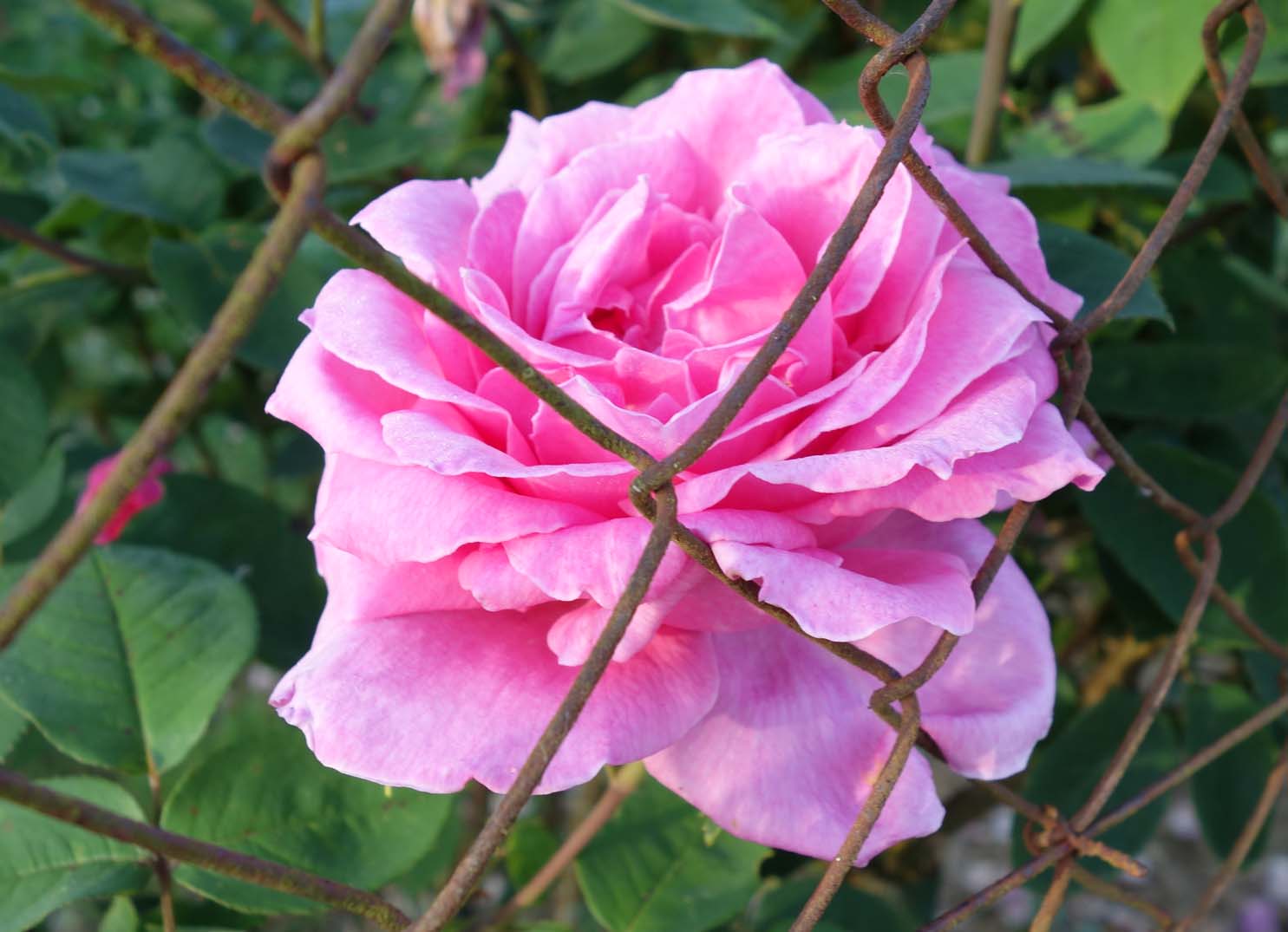 Living the life in Saint-Aignan: Encore des roses...