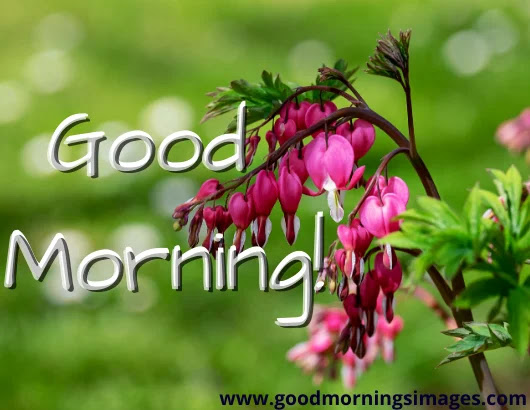 Best Good Morning Shayri With Images