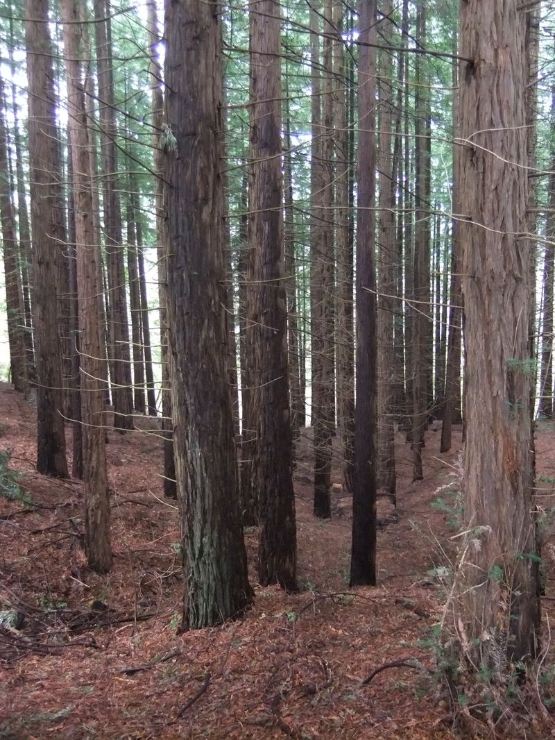Geoforestal: Un bosque de sequoyas en España