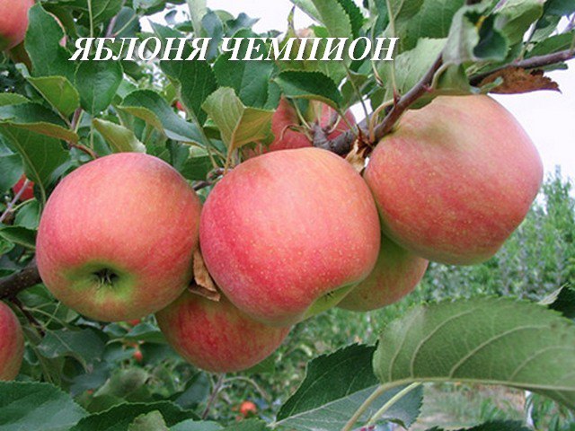 Яблоня сорт чемпион фото яблоня Пирос Malus Piros купить саженцы в интернет-магазине Сад от А до Я