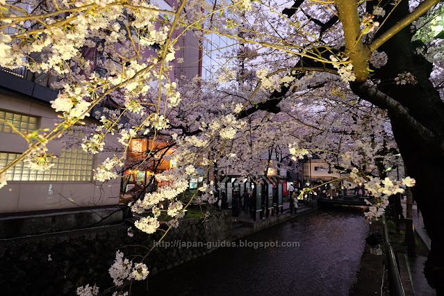 คลอง Takase-gawa Kyoto sakura spot light up