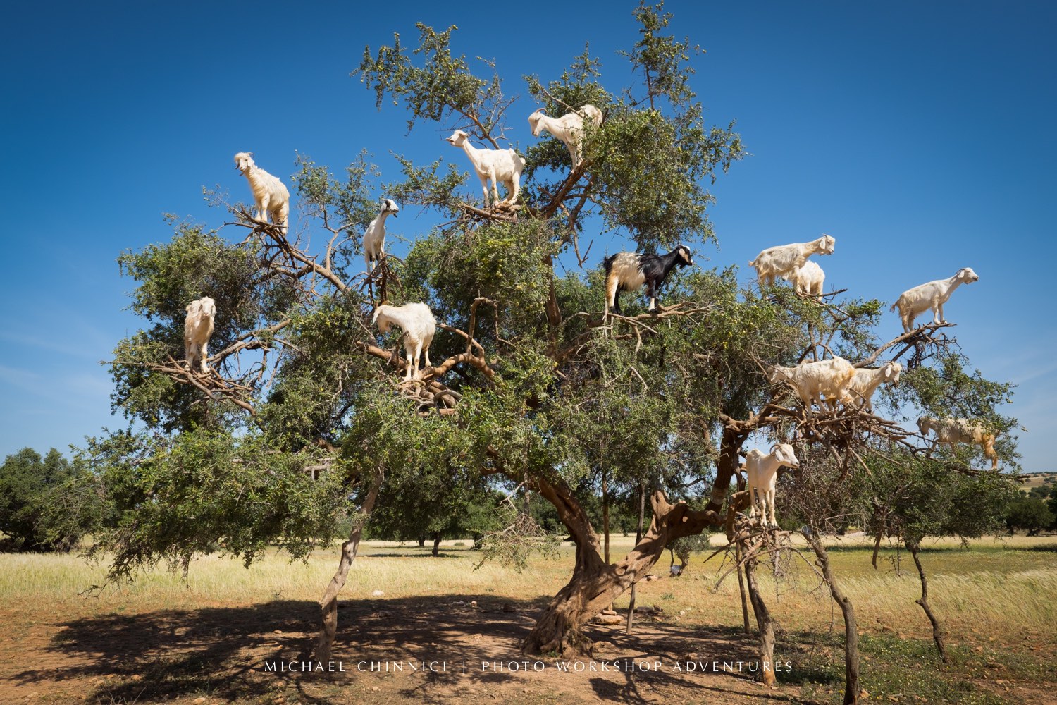 weekly-weird-goats-in-trees