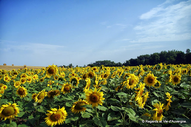 Tournesol