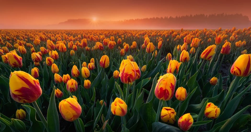 Sobre esto y aquello: Primavera, tiempo para las bulbosas