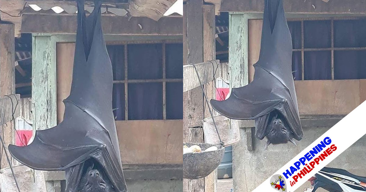 Larawan ng Isang Paniki na Kasinlaki ng Tao sa Pilipinas, Kumakalat