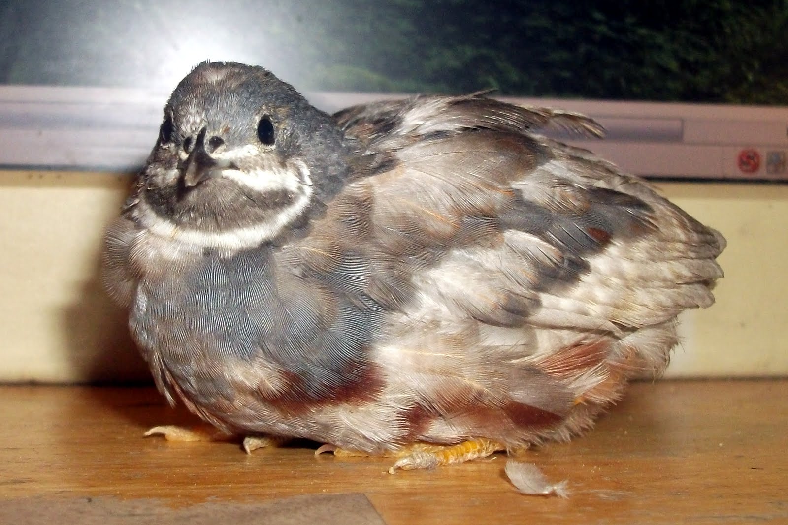 The Painted Quail Cinnamon Red Breasted Button Quail Gender ID