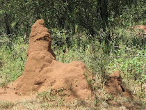 "Howling Dog" Termite Mound, Ewangan Masai Cultural Village, Mara Masai, Kenya
