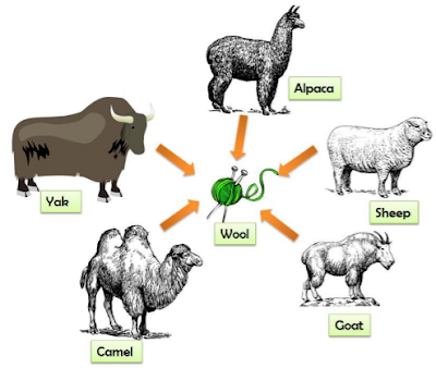 Source and Types of Animal Hair Fibres