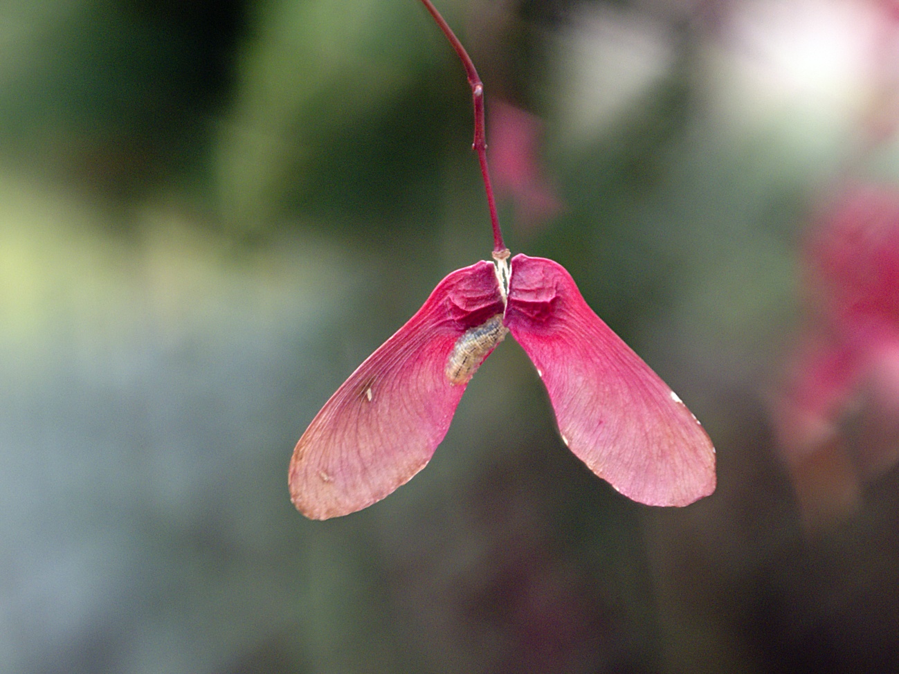 Zum Tagesabschluss — Roter Herbstpropeller