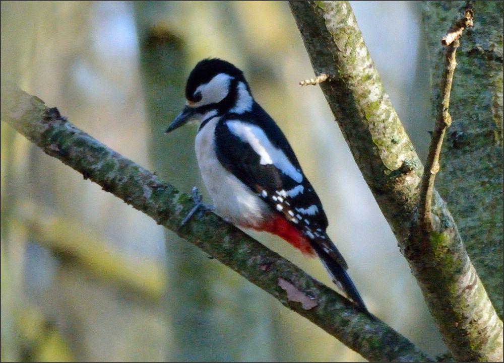 AVON BIRDS 010518 Tuesday Spotted Redshank