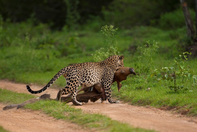 Leopard hunting in India's Bandipur Tiger Reserve, leopard caught on camera