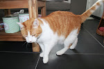 Kees onze kater