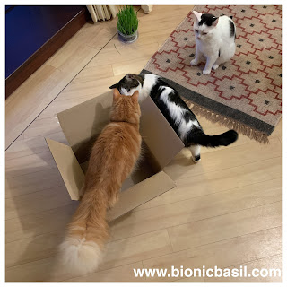 BBHQ BOX INSPECTORS @BionicBasil® The Sunday Selfies