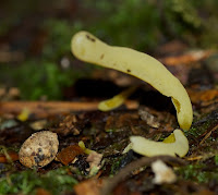 small yellow spindle or club-like fungus