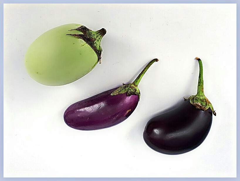 Natural solutions 2.0 10 benefits of eating Egg plant / Brinjal