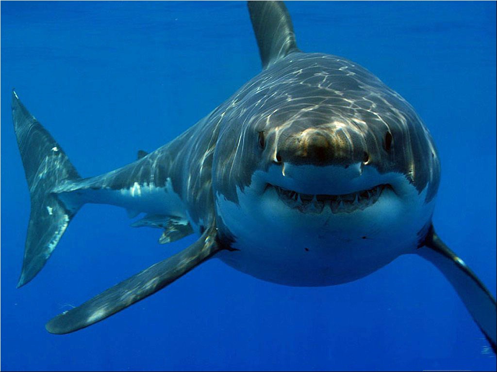 Room G2 Adventures Cesar Gutierrez - Sharks