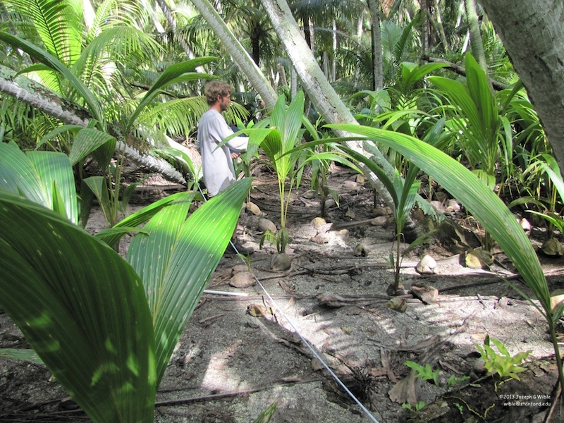 Librarian on Palmyra Atoll: A Terrestrial Day with Coconuts