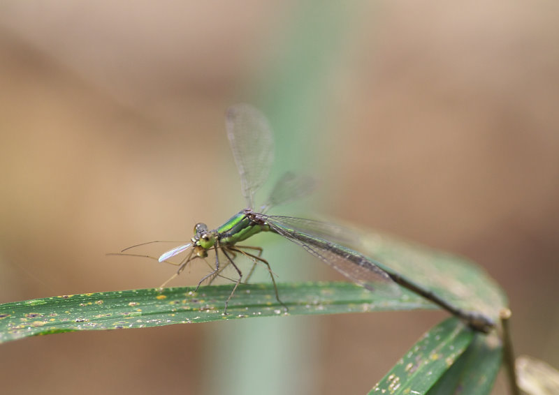 トンボとイトトンボの違い - からだ