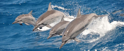 10 curiosidades sobre los delfines