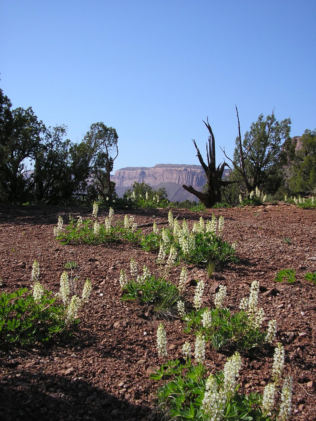 CNHP Blog Colorado Rare Plant Symposium and 40th Native
