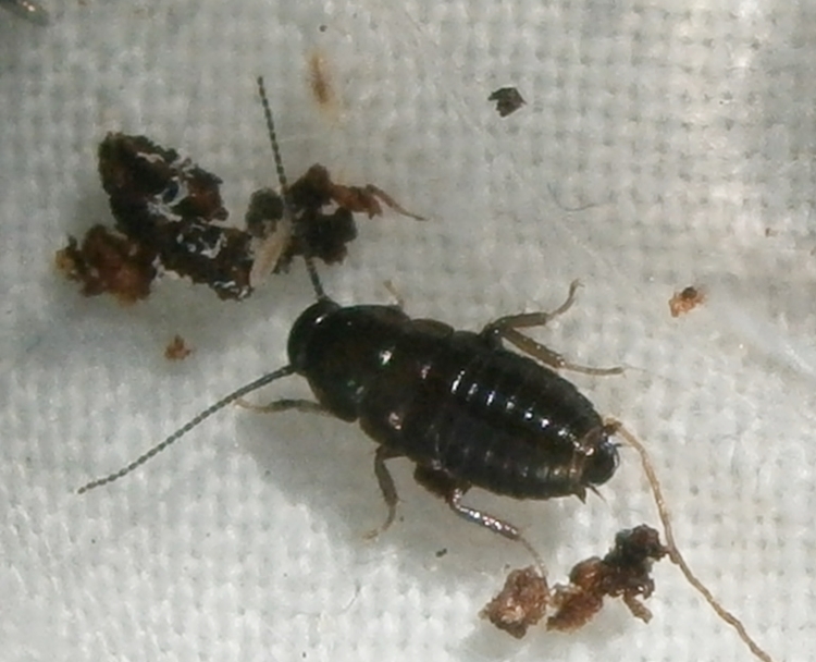 Hisserdude's Roaches P.discoid%25233