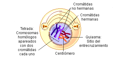 biologia