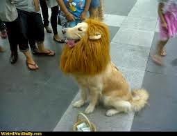 Lion Dog Halloween Costume