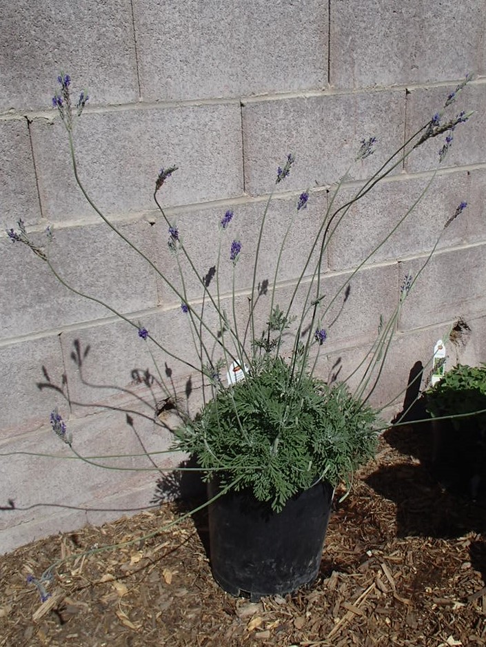 Xtremehorticulture of the Desert: Most Lavenders Work Well in the Desert