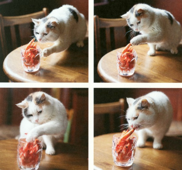 do cats love prawns