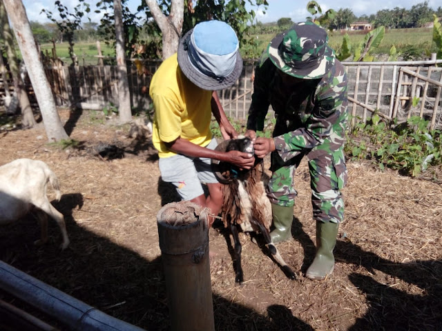 Hewan Korban Di Cek Langsung Oleh Satgas TMMD Reg 105 Kodim Klaten 
