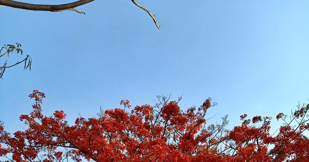 Bunga Sepe Mekar Merekah Di Kota Kupang Jalan Jalan Makan Makan