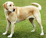 dog breeds: the labrador retriever (labrador retreiver dog)