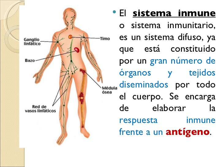 Como reforzar el sistema inmunitario