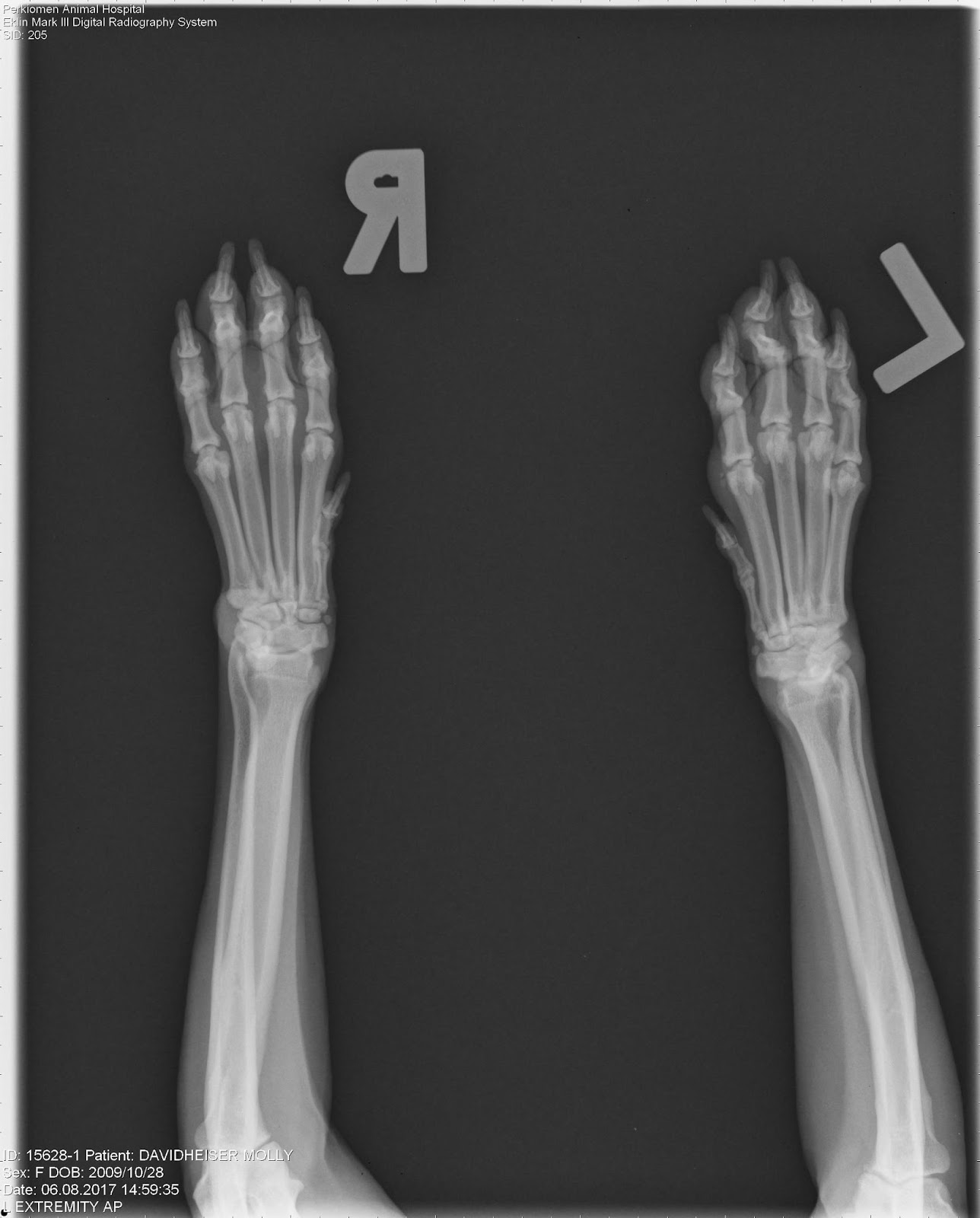 Dogbird Daily Molly Paw Xrays
