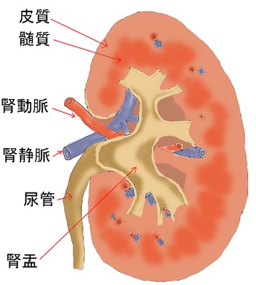 腎臓の構成