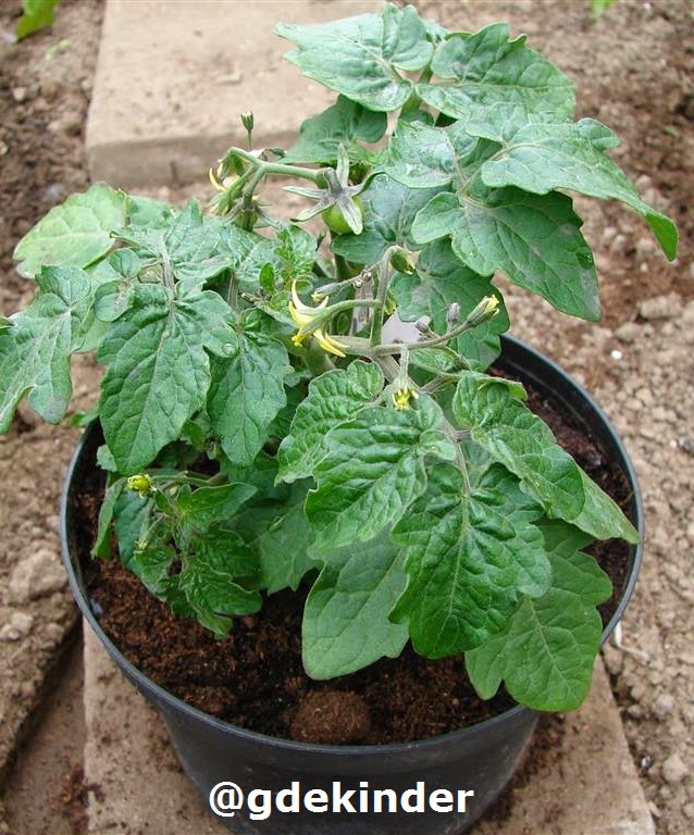 Inheems- en fruit: Tomaten in hangmanden en planten.