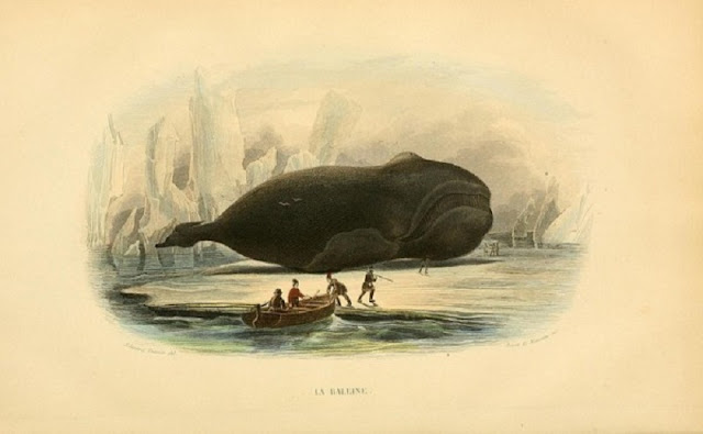 Bсе рисунки китов Ласепедa совершенно неправильны