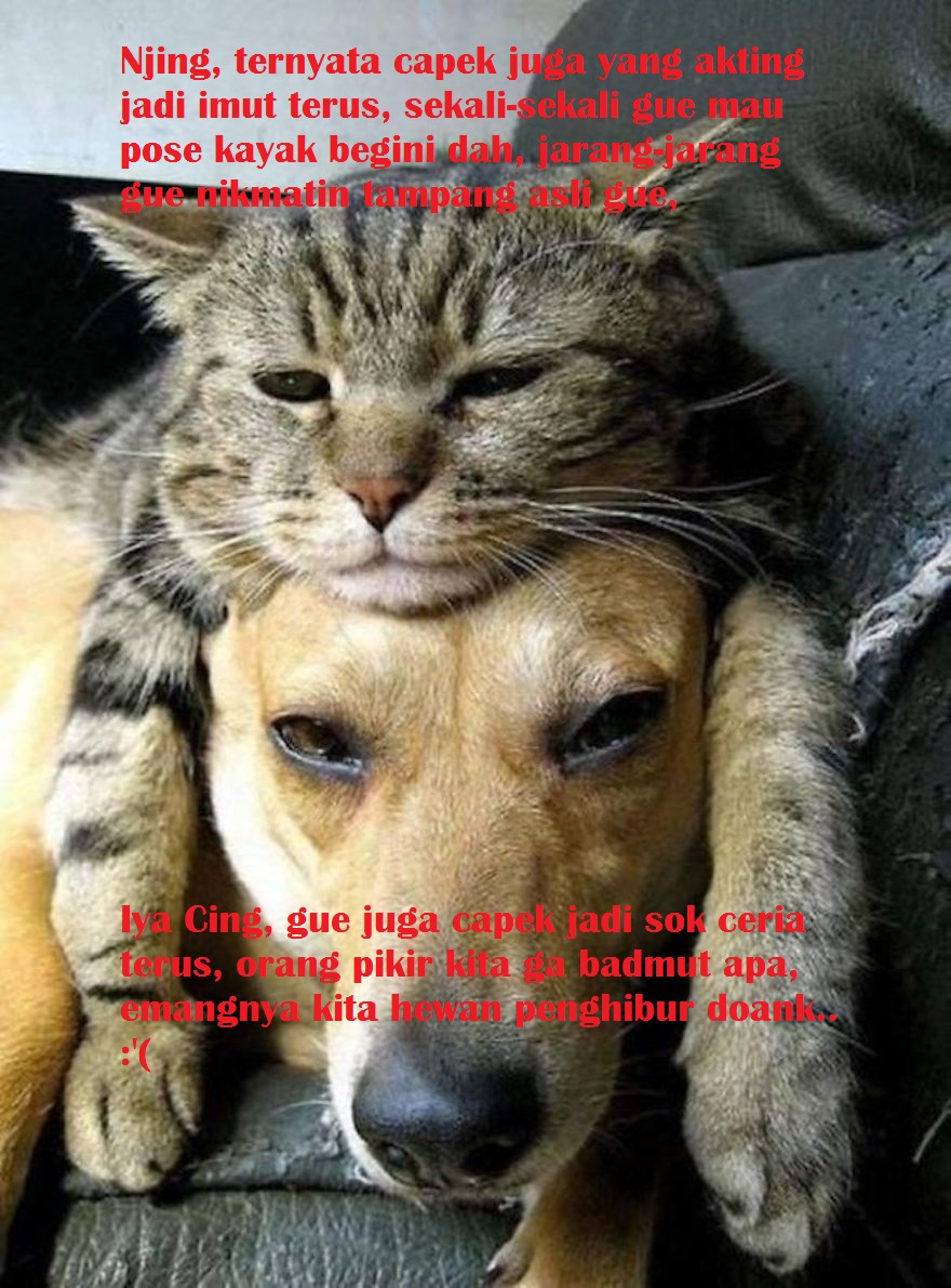 Gambar Meme Kucing Lewat Medsos Kini
