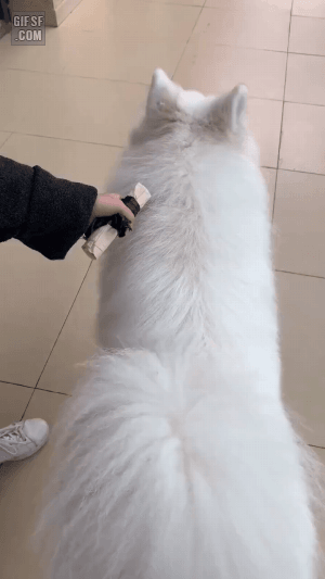 gifsf.com_0017.gif