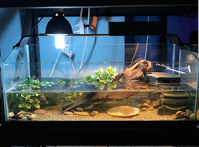 Tempat memelihara kura-kura Razorback